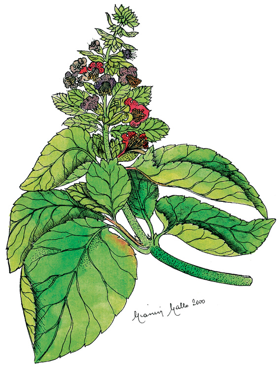 Basilico Genovese DOP